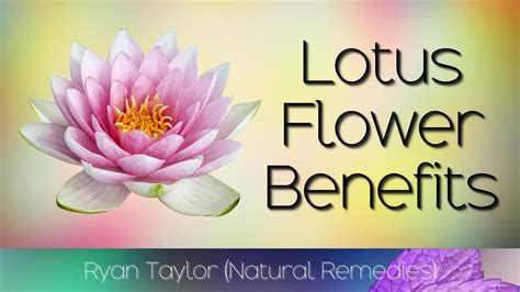 Lotus Flower: Benefits & Uses - YouTube