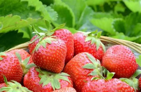 Strawberry Harvest: How and When to Pick Strawberries | Gardening is Great