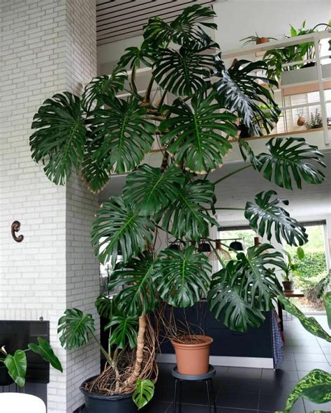 Giant Monstera Deliciosa / Cutleaf Philidendron 2-3ft LIVE plant shipped from FL | eBay | Big ...