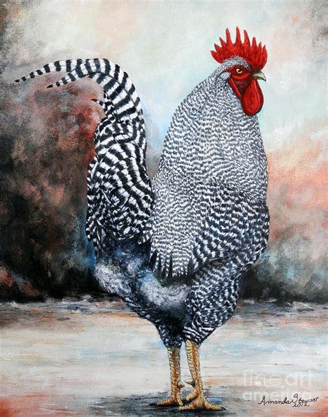 Barred Rock rooster Painting by Amanda Hukill - Pixels