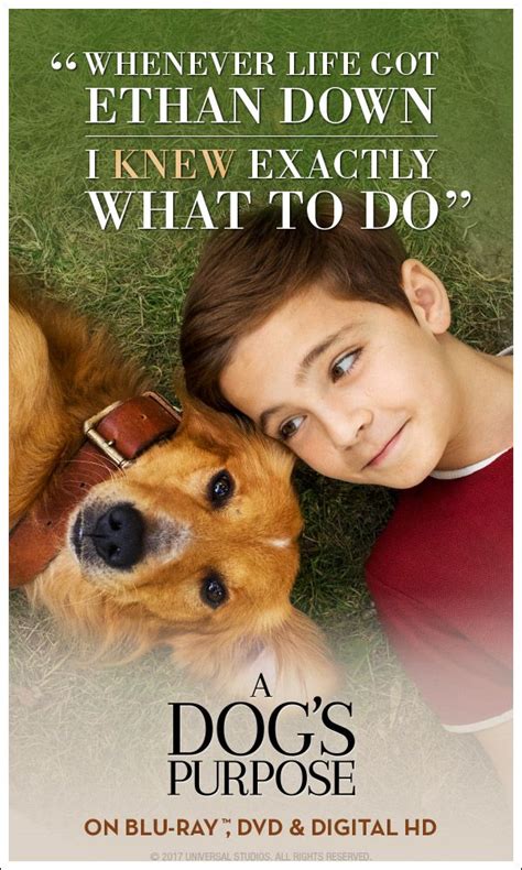 A Dog S Purpose Quotes - ShortQuotes.cc