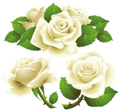 White rose PNG image, flower white rose PNG picture