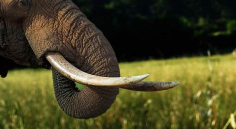 Elephant Tusk Facts: Elephant Teeth Facts