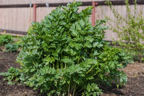 Lovage: the herb's characteristics & propagation - Plantura