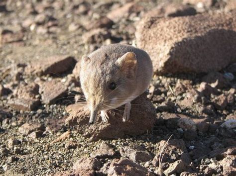 Adorable New "Elephant Shrew" Species Discovered In Africa | Elephant shrew, Mammals, Fisher animal