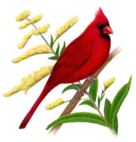 Kentucky State Bird and Flower: Cardinal / Cardinalis cardinalis | Goldenrod / Solidago serotina