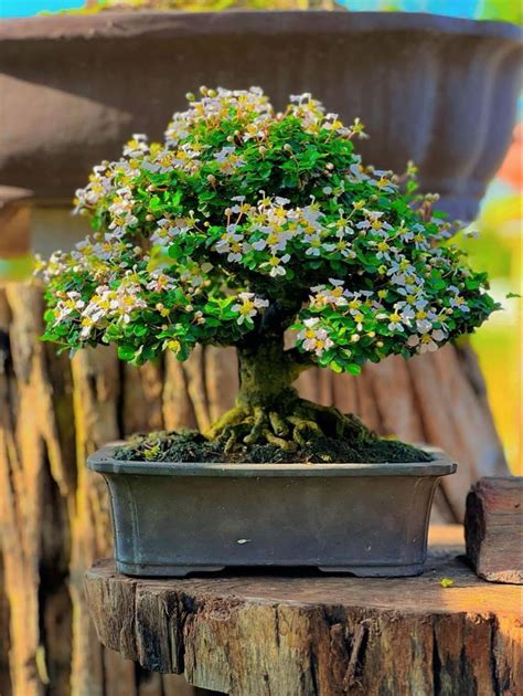 Bonsai | Bonsai, Bonsai art, Miniature trees