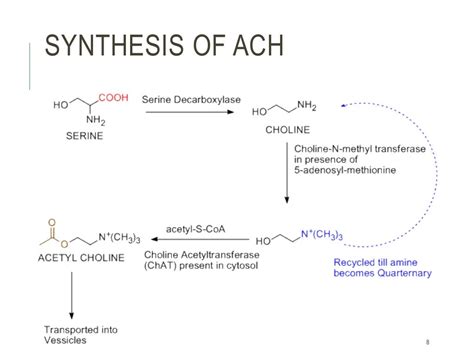 BIOSYNTHESIS OF ACETYLCHOLINE IN CNS AND CHOLINERGIC TRANSMISSION