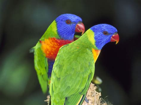 tropical bird | Animals beautiful, Cute little animals, Tropical birds