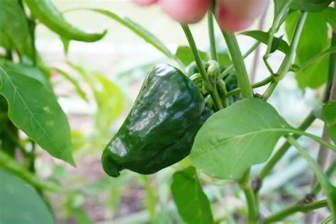 When To Pick Poblano Peppers (Simple Harvesting Tips) - Pepper Geek