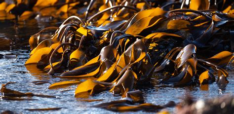 Seaweed Supplements Offer Tremendous Health Benefits | Be Herbal ...