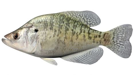 White Crappie – USA Fishing Reports