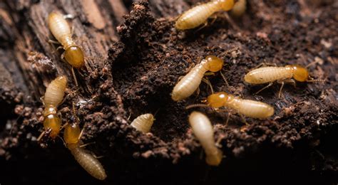 Termite Control – Precise Pest Solutions