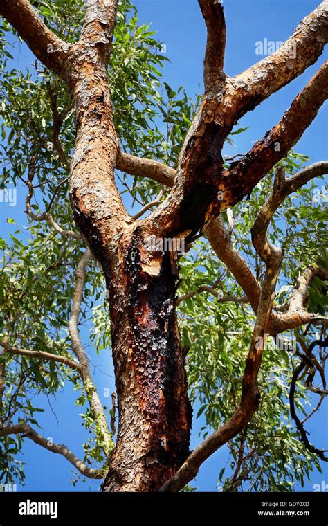 Australian Bloodwood Tree with blue sky Stock Photo - Alamy