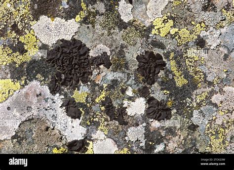 Umbilicaria polyphylla is a foliose lichen surrounded by differents species of crustose lichens ...