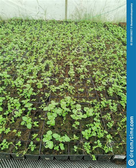 Containers with Potato Seedlings Stock Image - Image of produce, soil ...