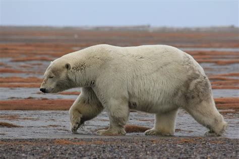 John Hall's Alaska Tours & Cruises -Alaska Tours and Cruises l Three ...