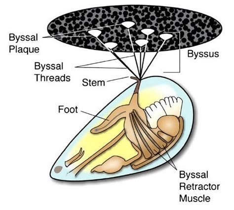 Anatomy of Mytilus edulis mussel and byssus structures. Reproduced with... | Download Scientific ...