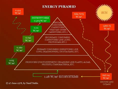 Energy_Pyramid | BioSuperfood for Peak Health