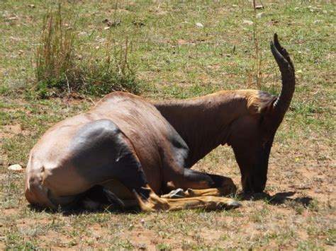 CREATURE FEATURE: Topi | SIMILAR BUT DIFFERENT IN THE ANIMAL KINGDOM