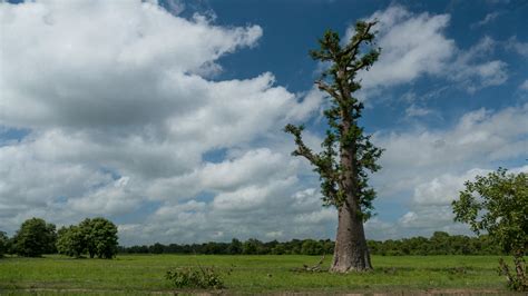 Acacias tree, Ghana - Ghana Safari Tours