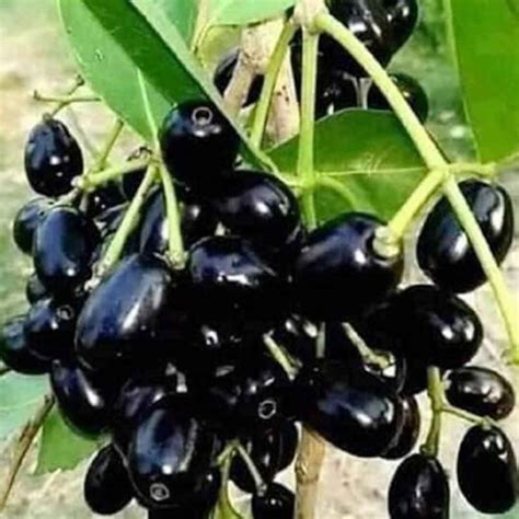 Exploring the Allure of Jamun Fruit: Syzygium cumini