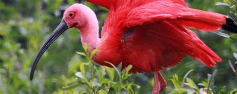 Land wildlife - Trinidad and Tobago