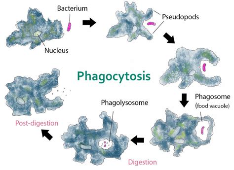 How does amoeba obtain its food?A) EndocytosisB) ExocytosisC ...