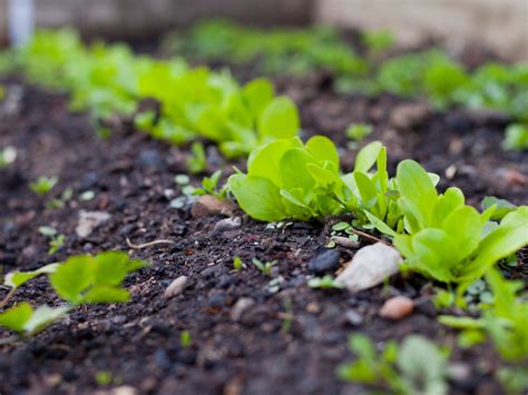 lettuce seedlings - Backbone Valley Nursery