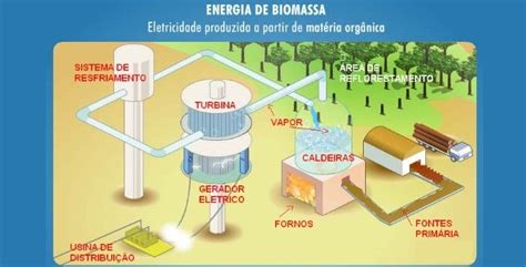 O que é a energia da Biomassa? Tudo sobre Biomassa 2023 | Energia ...