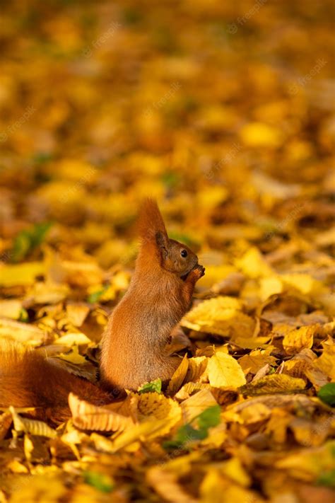 Squirrel Autumn Wallpapers - Wallpaper Cave