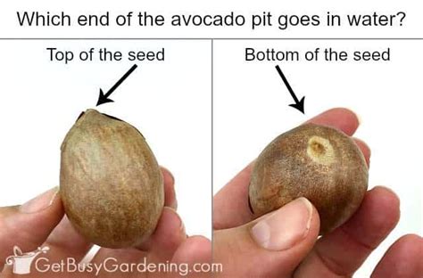 Growing Avocado From Seed In 5 Easy Steps! - Get Busy Gardening