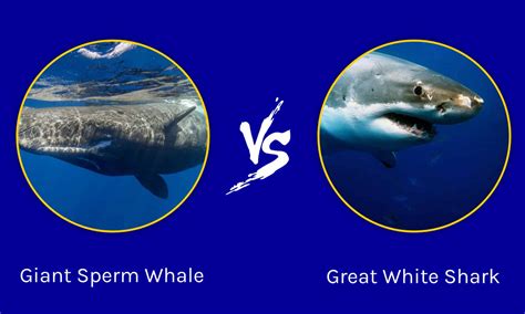 Sperm Whale Vs Great White Shark