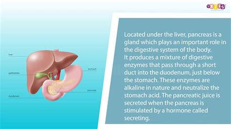 Pancreas Gland Function