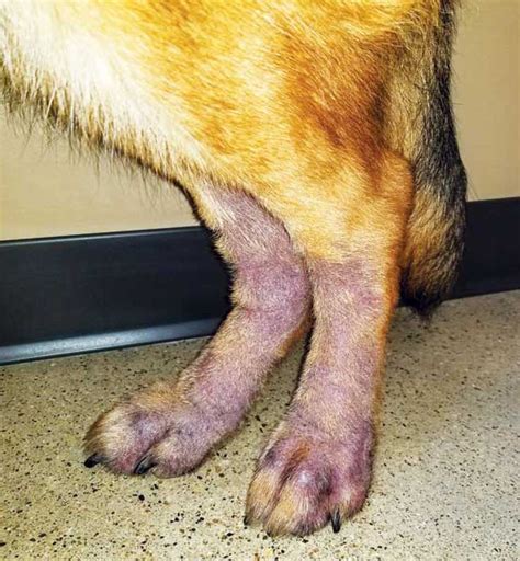 Diagnosing and treating alopecia in dogs - Veterinary Practice News