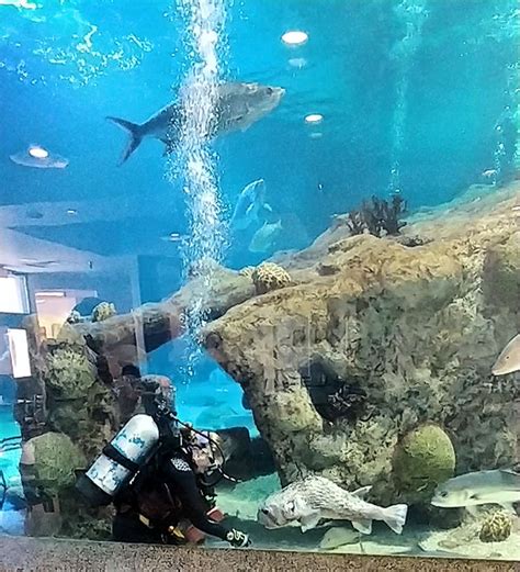 Albuquerque Aquarium - Things to do in Albuquerque - ABQ BioPark