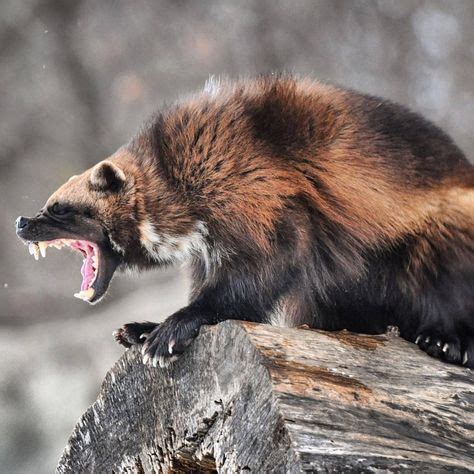 16 Michigan Wolverine ideas | wolverine, wolverine animal, animals wild