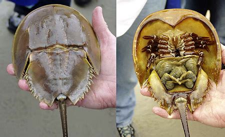 Amazing Animals Pictures: The "living fossil" of the Ocean. The Horseshoe Crab (Limulus ...