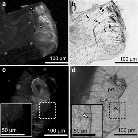 (PDF) Copulation anatomy of Drosophila melanogaster (Diptera: Drosophilidae): Wound-making ...