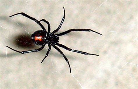 Black Widow Spider - Description, Habitat, Image, Diet, and Interesting ...