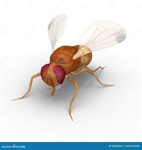 Fruit Fly Stock Illustration - Image: 50033422