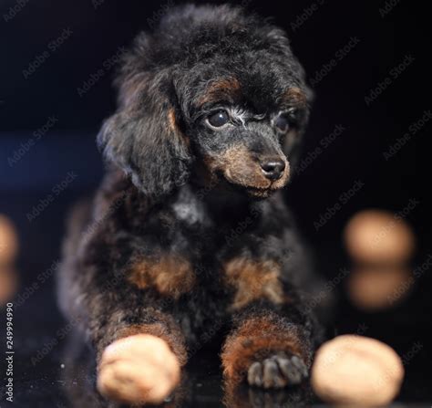 cute phantom poodle puppy Stock Photo | Adobe Stock