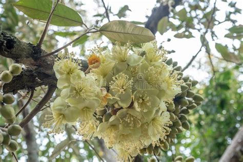 Durian flowers on tree stock photo. Image of seasonal - 118810828