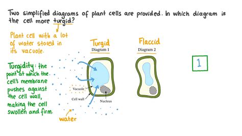 Question Video: Identifying a Turgid Cell | Nagwa