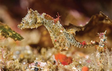 Pygmy Seahorses: Interesting Fish With Impressive Camouflage - Owlcation