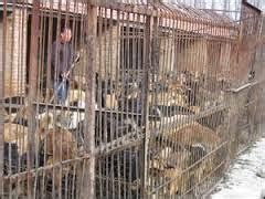 Dim Sums: Rural China Economics and Policy: Regulating Dog Meat Trade in China