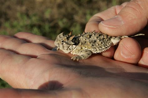 Free picture: texas, horned, lizard, phrynosoma, cornutum, fits, palm, hand