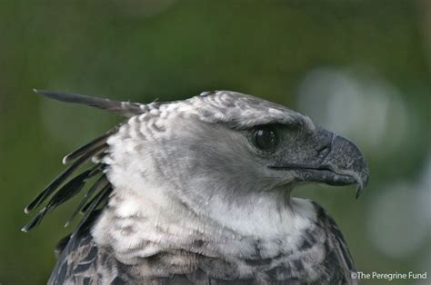 Harpy Eagle (Harpia harpyja) in Explore Raptors: Facts, habitat, diet ...