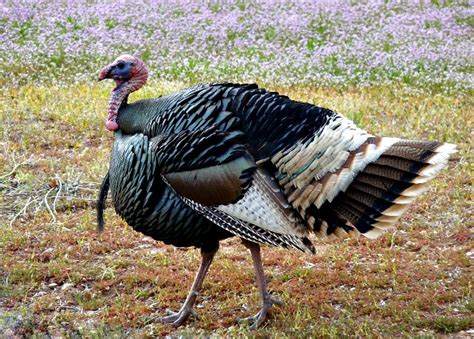 turkey feathers - Texas Hill Country