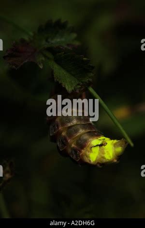 glowworm, glow-worm, great European glow-worm beetle (Lampyris noctiluca), larva on leaf ...